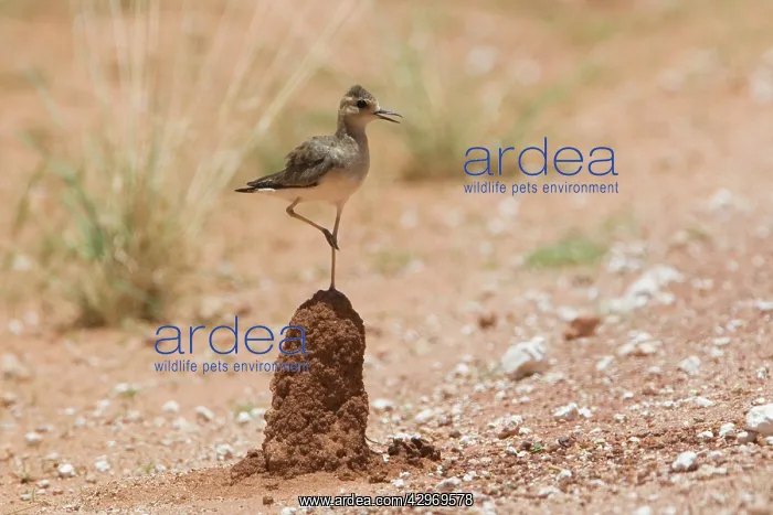 : Oriental Plover - standing on termite mound : Oriental Plover - standing on termite mound
