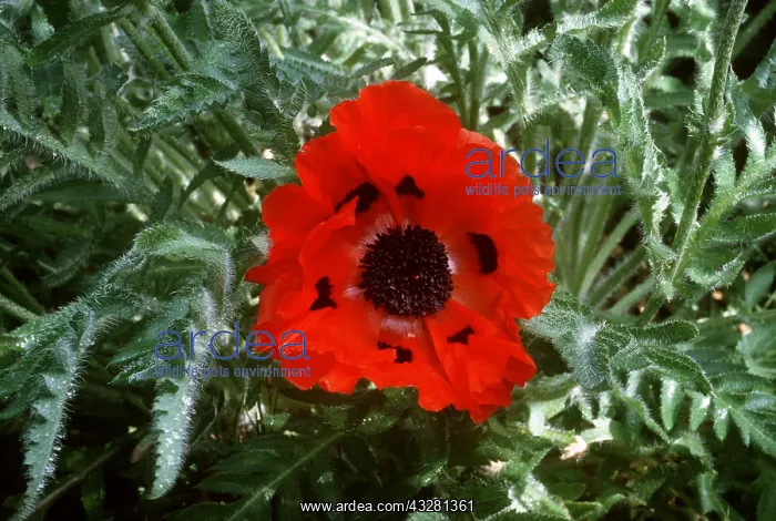  : ORIENTAL POPPY