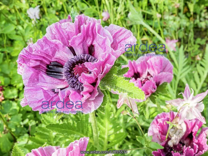 : Oriental poppy (Papaver orientale) Bolero : Oriental poppy (Papaver orientale) Bolero