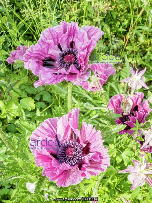 : Oriental poppy (Papaver orientale) Bolero : Oriental poppy (Papaver orientale) Bolero