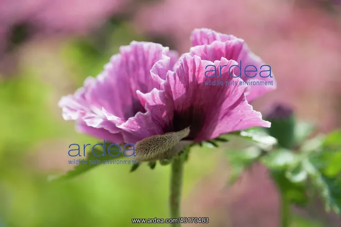 : Oriental poppy, Papaver orientale Patty's Plum : Oriental poppy, Papaver orientale Patty's Plum
