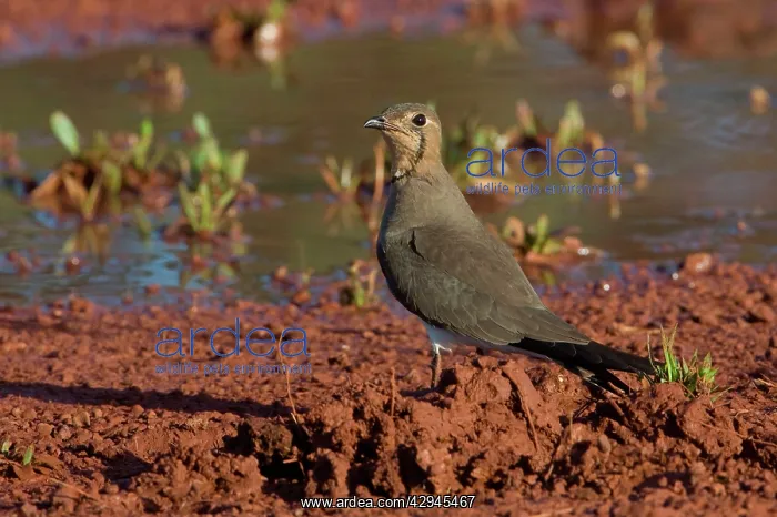 : Oriental Pratincole : Oriental Pratincole