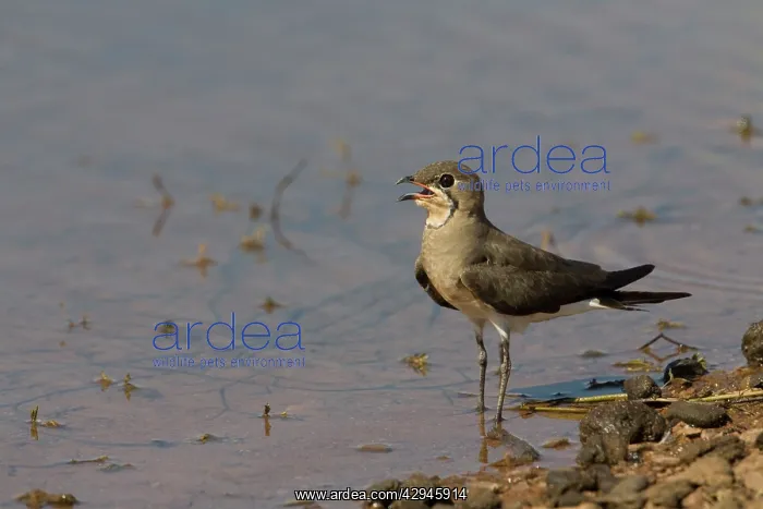 : Oriental Pratincole : Oriental Pratincole
