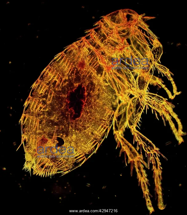 : Oriental Rat Flea : Oriental Rat Flea