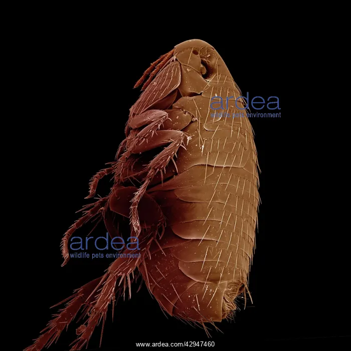 : Oriental Rat Flea : Oriental Rat Flea
