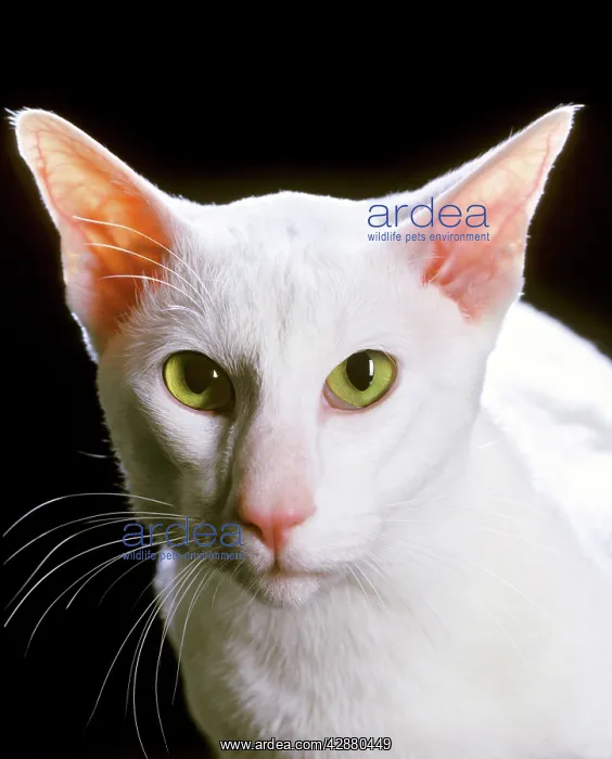  : Oriental Shorthair Cat - white