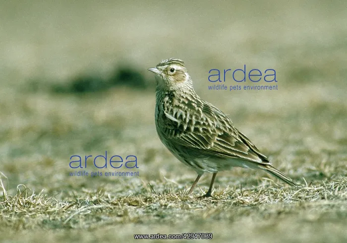: Oriental Skylark : Oriental Skylark