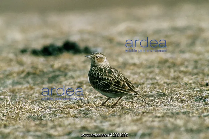  : Oriental Skylark - camouflagued against ground
