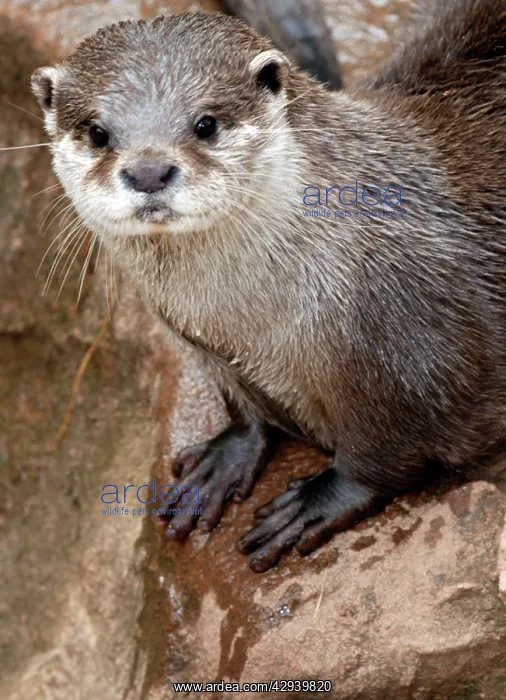 : Oriental Small-Clawed Otter : Oriental Small-Clawed Otter