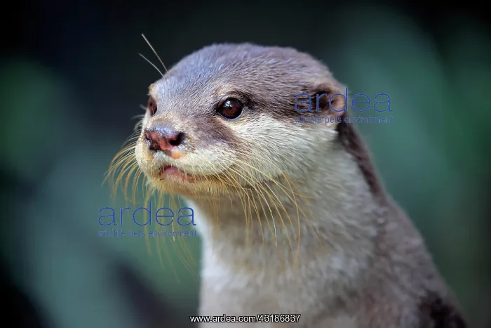 : Oriental small clawed Otter, adult, captive, Adelaide : Oriental small clawed Otter, adult, captive, Adelaide