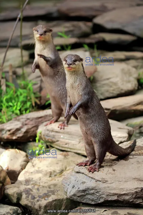 : Oriental small clawed Otter, adult, captive, Adelaide : Oriental small clawed Otter, adult, captive, Adelaide