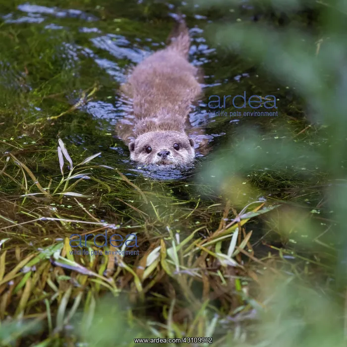  : Oriental small clawed otter (Aonyx cinerea), captive