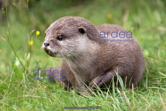: Oriental small clawed otter (Aonyx cinerea), captive : Oriental small clawed otter (Aonyx cinerea), captive