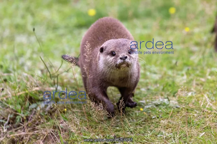 : Oriental small clawed otter (Aonyx cinerea), captive : Oriental small clawed otter (Aonyx cinerea), captive