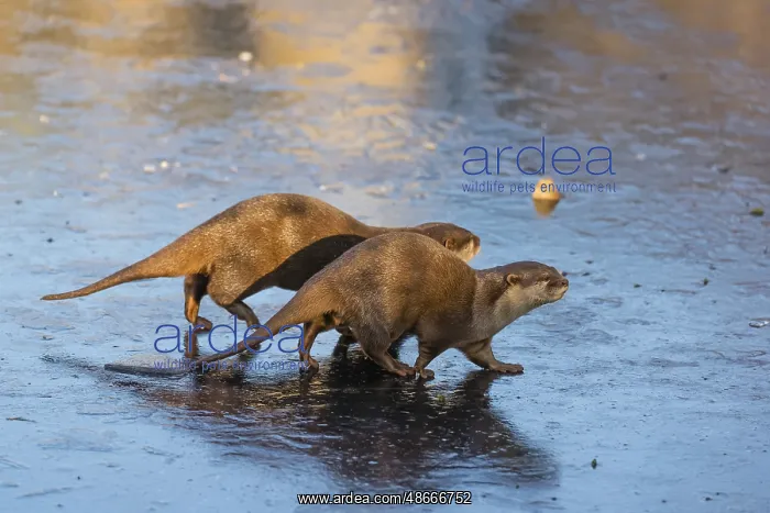 : Two oriental small-clawed otter or Asian small-clawed otter : Two oriental small-clawed otter or Asian small-clawed otter
