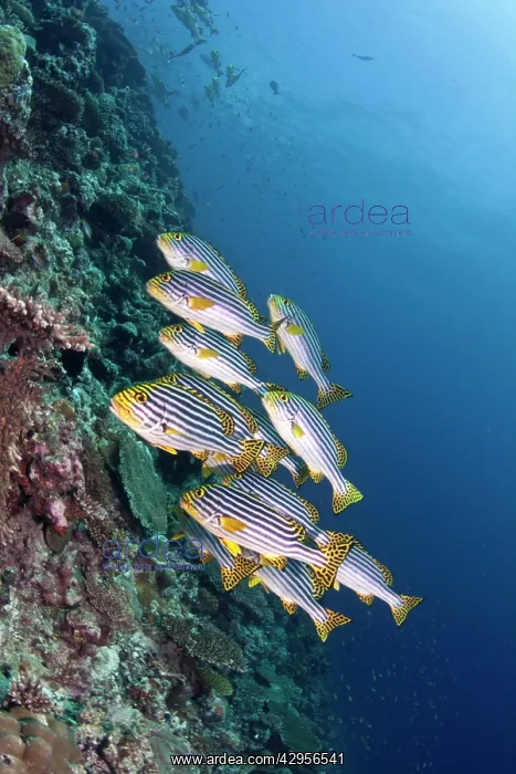 : Oriental Sweetlips : Oriental Sweetlips
