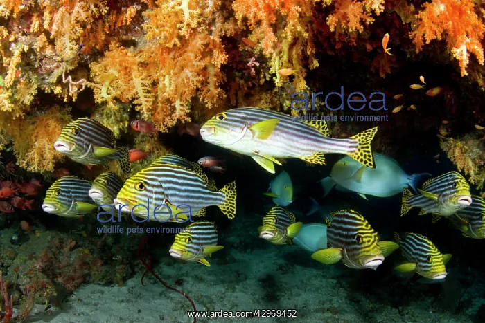 : Oriental Sweetlips : Oriental Sweetlips