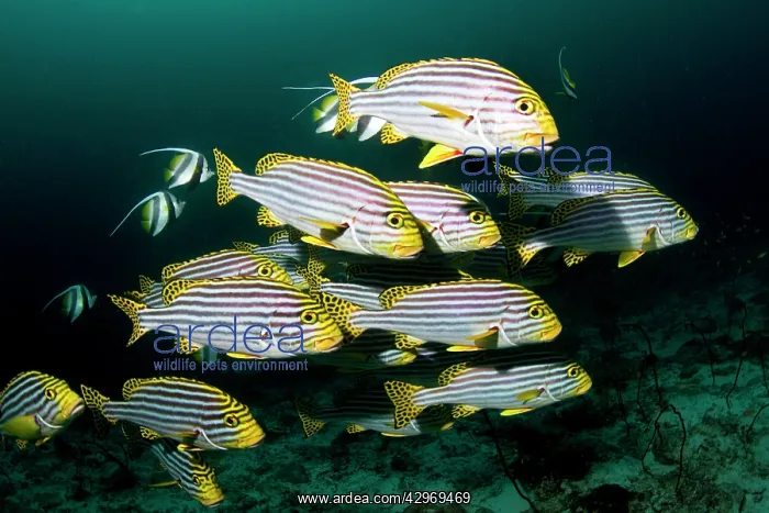 : Oriental Sweetlips : Oriental Sweetlips