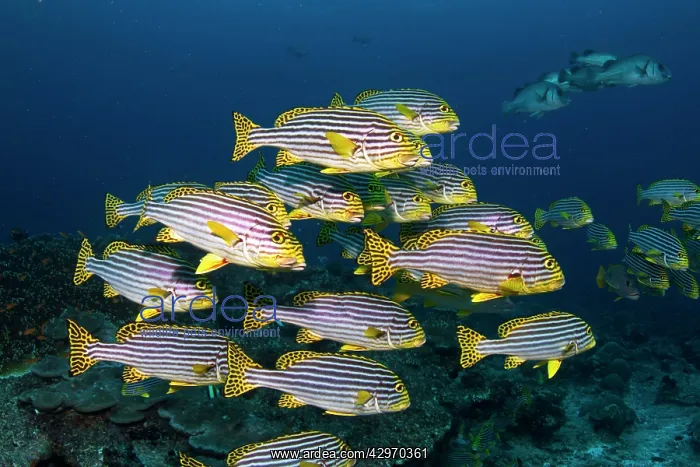 : Oriental Sweetlips : Oriental Sweetlips