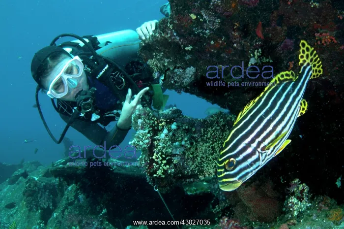 : Oriental Sweetlips : Oriental Sweetlips