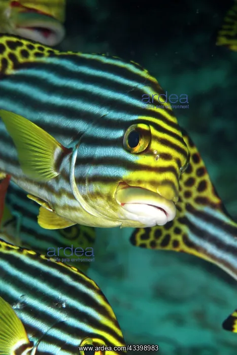 : Oriental Sweetlips : Oriental Sweetlips