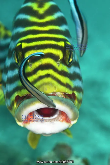 : Oriental Sweetlips - being cleaned by two Cleaner : Oriental Sweetlips - being cleaned by two Cleaner