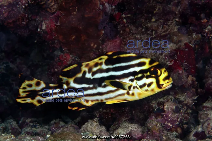 : Oriental Sweetlips - juvenile : Oriental Sweetlips - juvenile