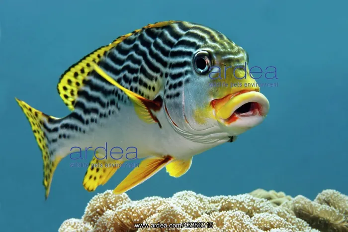 : Oriental sweetlips (Plectorhinchus vittatus), Great : Oriental sweetlips (Plectorhinchus vittatus), Great