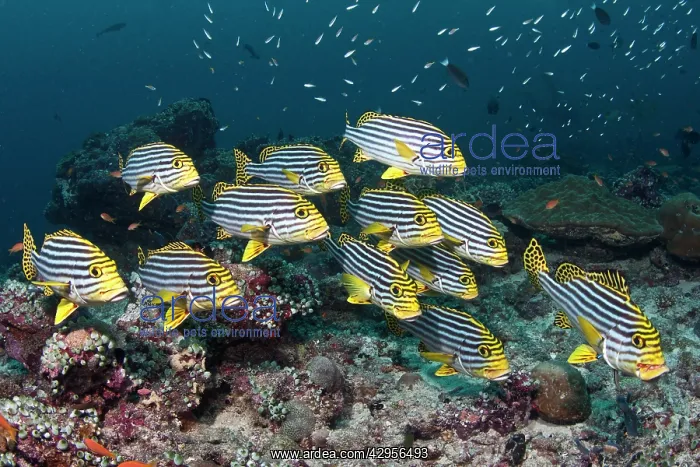 : Oriental Sweetlips - school : Oriental Sweetlips - school