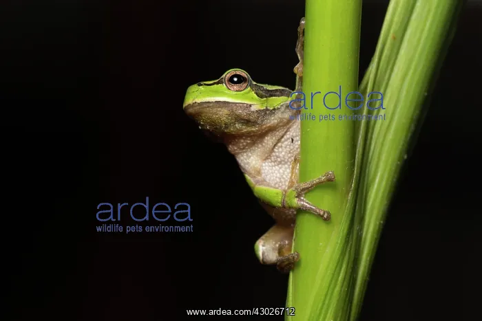  : Oriental tree frog - on reed stem - Romania