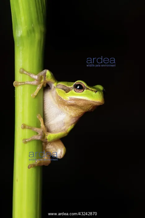  : Oriental tree frog - on reed stem - Romania