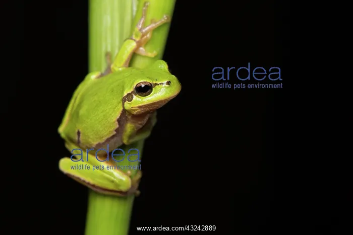  : Oriental tree frog - on reed stem - Romania