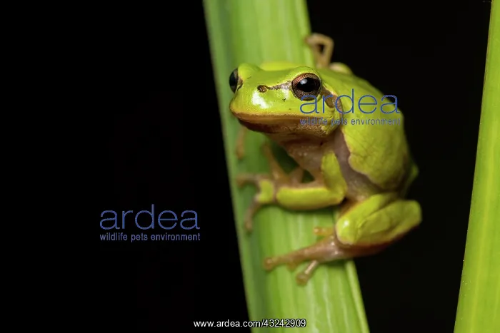  : Oriental tree frog - on reed stem - Romania