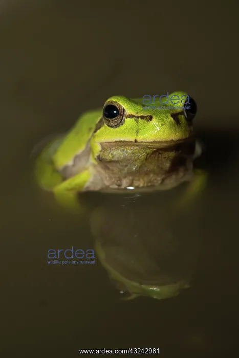 : Oriental tree frog - in shallow water - with reflection : Oriental tree frog - in shallow water - with reflection