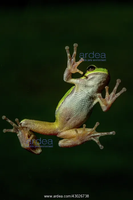 : Oriental tree frog - underside on window - Romania : Oriental tree frog - underside on window - Romania
