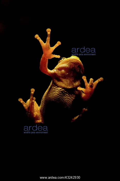 : Oriental tree frog - underside on window - Romania : Oriental tree frog - underside on window - Romania
