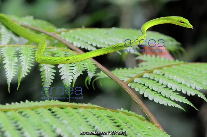 : Oriental Whip snake : Oriental Whip snake