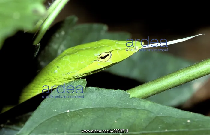 : Oriental Whip Snake : Oriental Whip Snake
