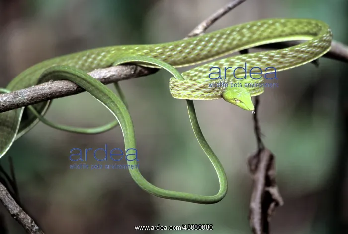 : Oriental Whipsnake : Oriental Whipsnake