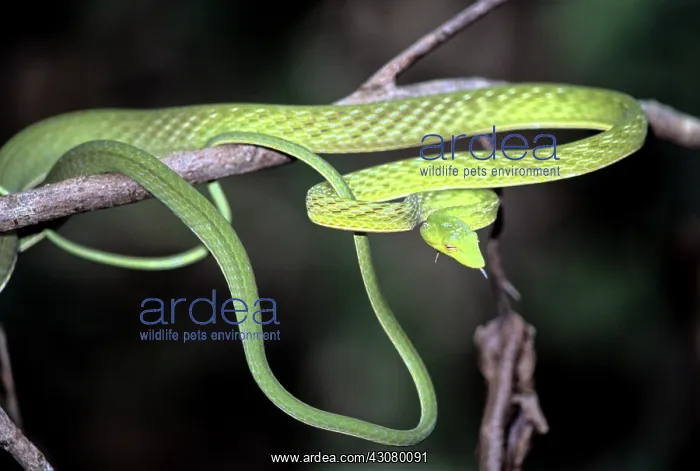 : Oriental Whipsnake : Oriental Whipsnake