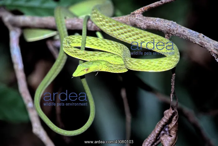 : Oriental Whipsnake : Oriental Whipsnake