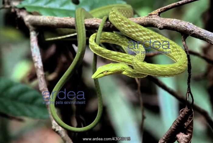 : Oriental Whipsnake : Oriental Whipsnake