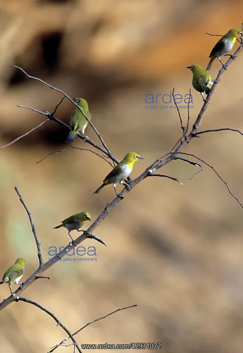 : Oriental White-eye : Oriental White-eye