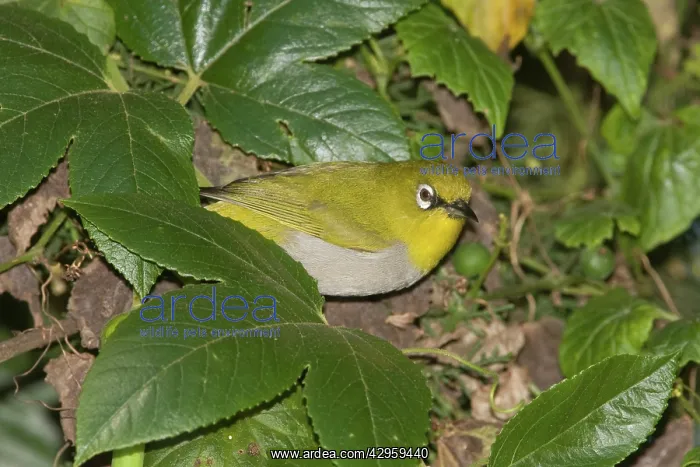 : Oriental White-eye : Oriental White-eye