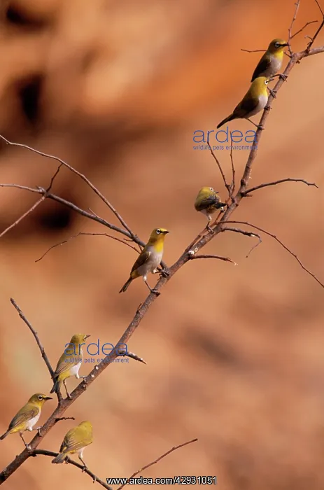  : Oriental White-eye Bird
