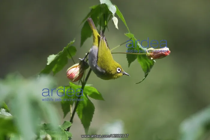 : Oriental White-eye - On flower : Oriental White-eye - On flower