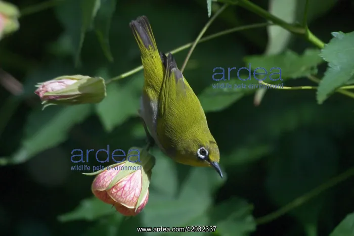 : Oriental White-eye - On flower : Oriental White-eye - On flower