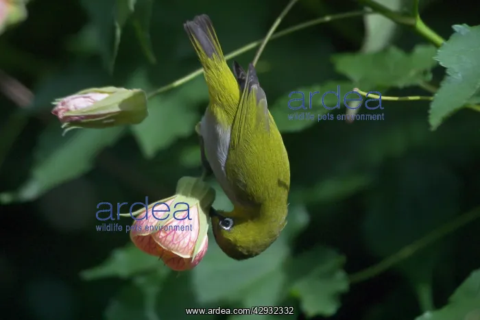 : Oriental White-eye piercing base of flower : Oriental White-eye piercing base of flower