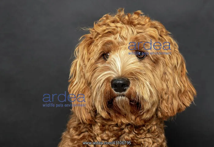 : Original Australia Labradoodle in medium, pedigree : Original Australia Labradoodle in medium, pedigree