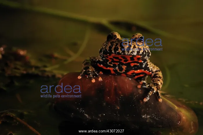 : Orinetal Fire-Bellied Toad : Orinetal Fire-Bellied Toad